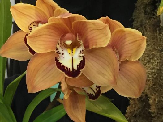 CHAOS display at VOS 2025